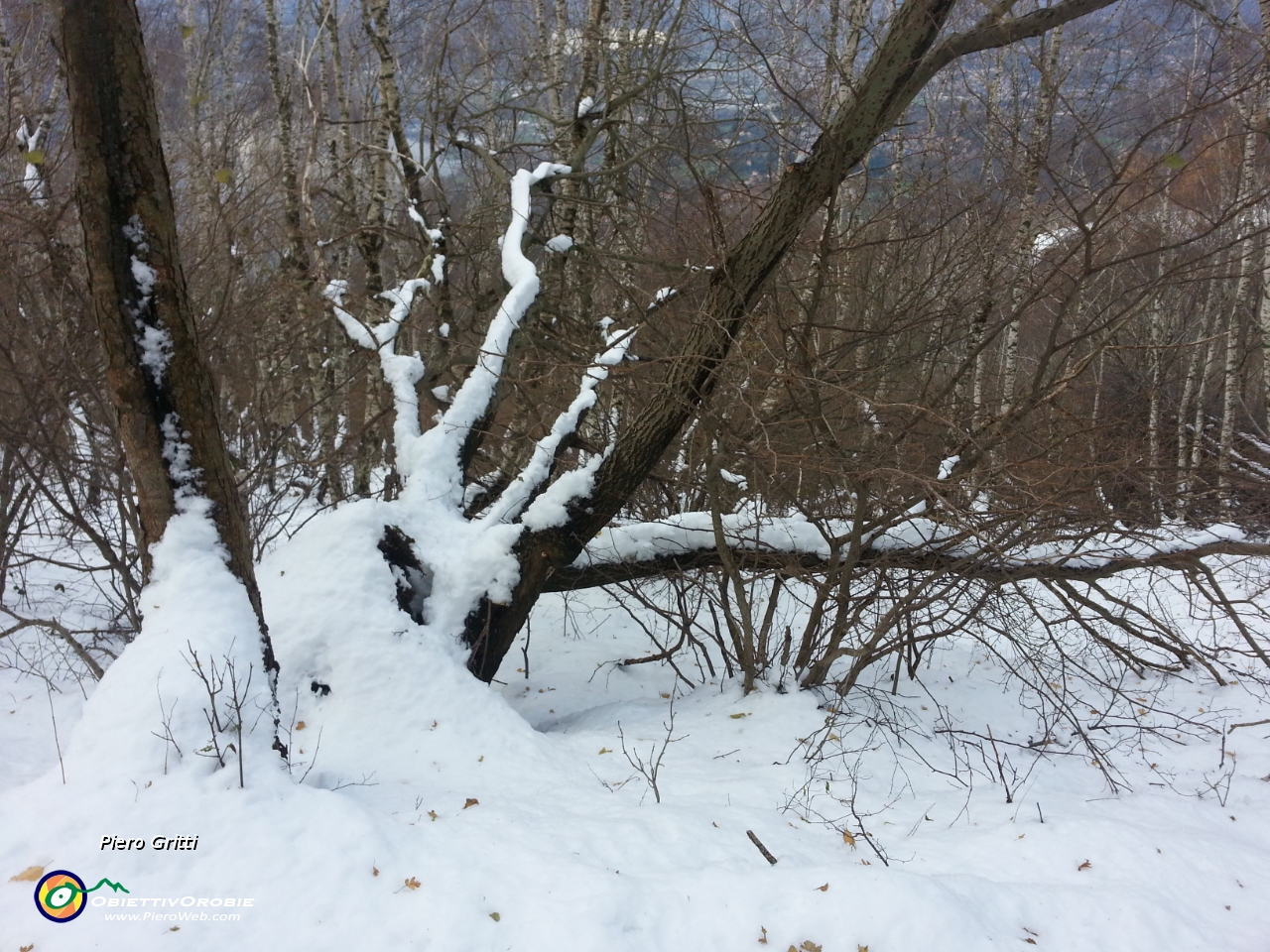 08 Ha nevicato parecchio nei giorni scorsi.jpg - 08 Ha nevicato parecchio nei giorni scorsi